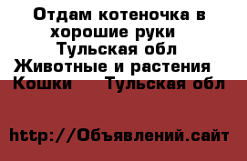 Отдам котеночка в хорошие руки - Тульская обл. Животные и растения » Кошки   . Тульская обл.